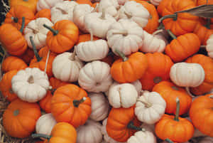 Autumn Pumpkin Variety Wallpaper