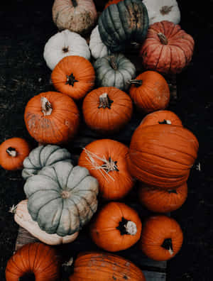 Autumn Pumpkin Variety Wallpaper