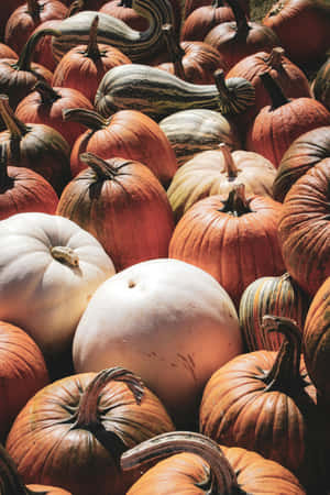 Autumn Pumpkin Variety Display Wallpaper