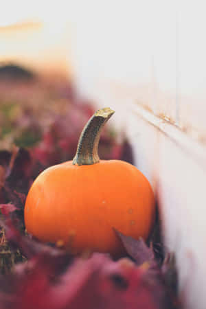 Autumn Pumpkini Phone Wallpaper Wallpaper