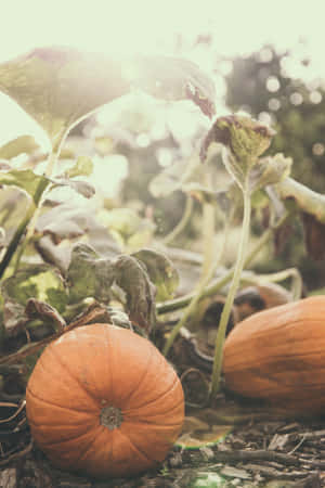 Autumn Pumpkins Sunlit Garden.jpg Wallpaper