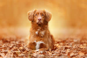 Autumn Puppy Aesthetic.jpg Wallpaper