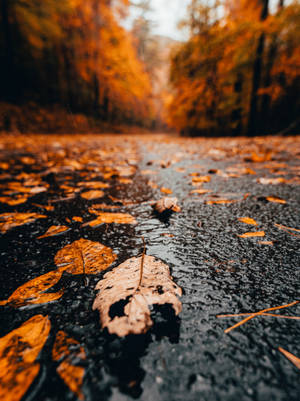 “autumn Rain” Wallpaper