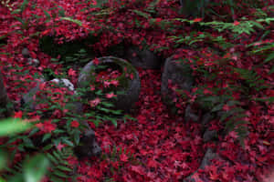 Autumn Red Leavesand Stone Elements Wallpaper