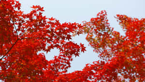 Autumn Red Maple Leaves Desktop Background Wallpaper