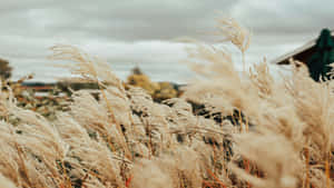 Autumn Reeds Against Cloudy Sky.jpg Wallpaper