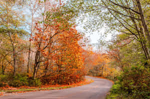 Autumn Road Discovery Park Seattle Wallpaper