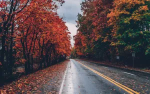 Autumn Road Foliage Wet Pavement Wallpaper