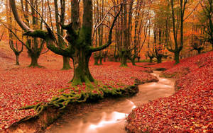 Autumn Season Stream Wallpaper