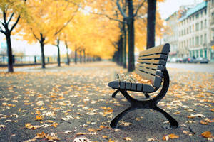 Autumn Sidewalk Bench Wallpaper