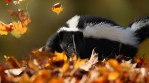 Autumn Skunk Exploration.jpg Wallpaper