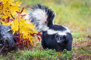 Autumn Skunkin Nature Wallpaper