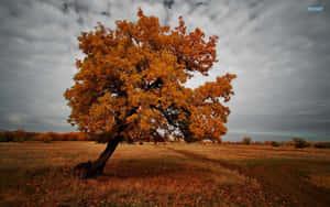 Autumn Solitude Tree Wallpaper