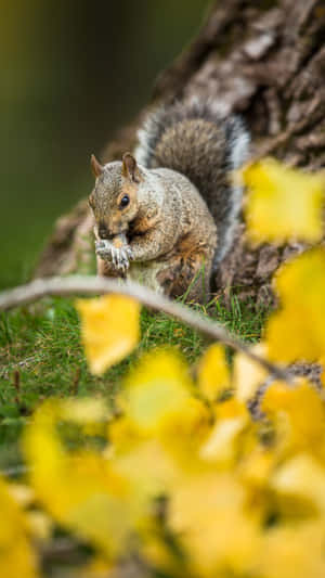 Autumn Squirrel Snacking Wallpaper