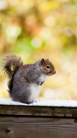 Autumn Squirrelon Snowy Ledge Wallpaper