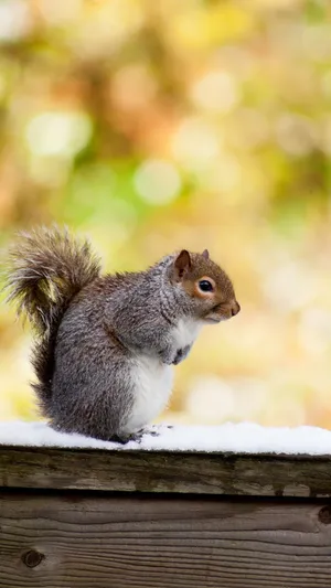 Autumn Squirrelon Snowy Ledge Wallpaper