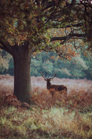 Autumn Stagin Forest Glade.jpg Wallpaper