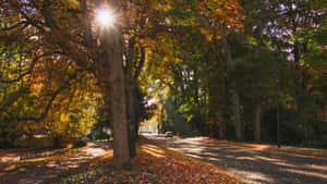 Autumn Sunburst Through Trees Oosterhout Wallpaper