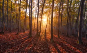 Autumn Sunrise Forest Glow Wallpaper