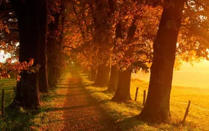 Autumn Sunrise Glow Wallpaper
