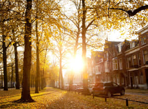 Autumn Sunrise Utrecht Street Wallpaper