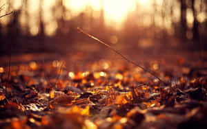 Autumn Sunset Glow Forest Floor.jpg Wallpaper