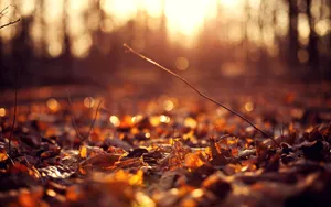 Autumn Sunset Glow Forest Floor.jpg Wallpaper