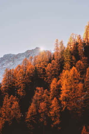 Autumn Trees In The Mountains Wallpaper