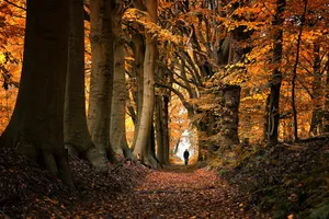Autumn Walkin Hilversum Forest Wallpaper