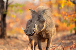 Autumn Warthog Walkingin Wilderness.jpg Wallpaper