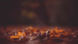 Autumn_ Whispers_ Desktop_ Background Wallpaper