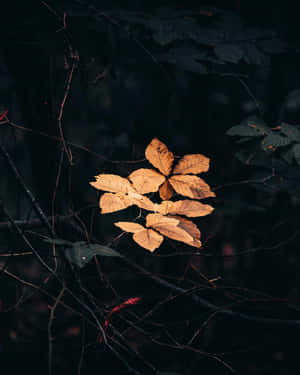 Autumn_ Whispers_in_the_ Dark.jpg Wallpaper