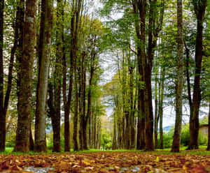 Autumn Woodland Path Wallpaper