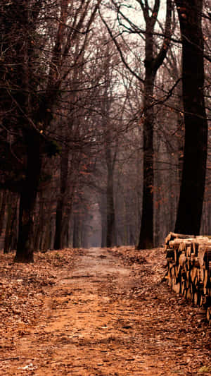 Autumn Woods Path Aesthetic.jpg Wallpaper