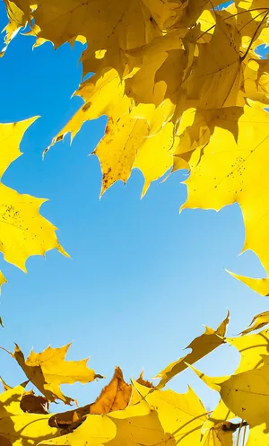 Autumn Yellow Leaves On A Branch Wallpaper