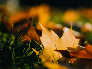 Autumnal Equinox Scenery: A Tranquil Forest Path With Fallen Leaves Wallpaper