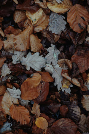 Autumnal Equinox Tranquility Wallpaper