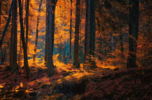 Autumnal Forest Glow Wallpaper