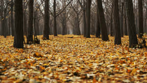 Autumnal Forest Path.jpg Wallpaper