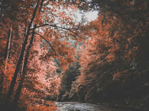 Autumnal Forest River Desktop Wallpaper Wallpaper