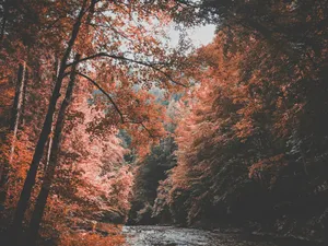Autumnal Forest River Desktop Wallpaper Wallpaper