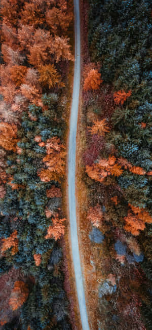 Autumnal Forest Road Aerial View Wallpaper