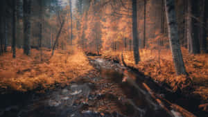 Autumnal Forest Stream Wallpaper