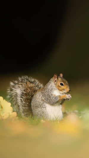 Autumnal Grey Squirrel Snacking Wallpaper