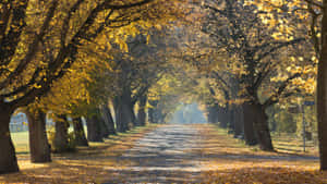 Autumnal Park Pathway H D Wallpaper