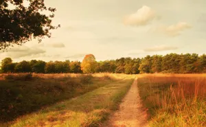 Autumnal Path Hilversum Nature Reserve Wallpaper