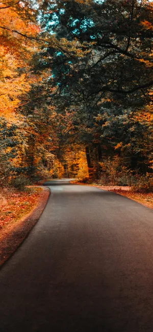 Autumnal Road Serenity.jpg Wallpaper