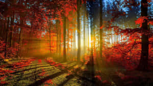 Autumnal Sunrise Forest.jpg Wallpaper