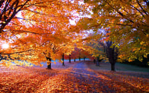 Autumnal Sunrise Glow.jpg Wallpaper