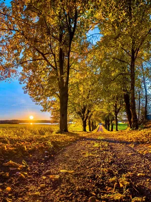 Autumnal Sunrise Path.jpg Wallpaper